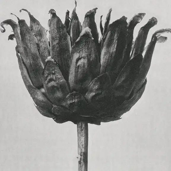Flor blanca y negra